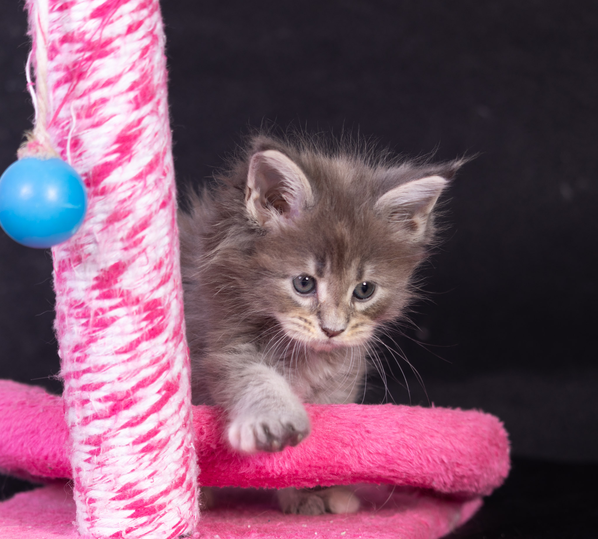 Filhote maine coon